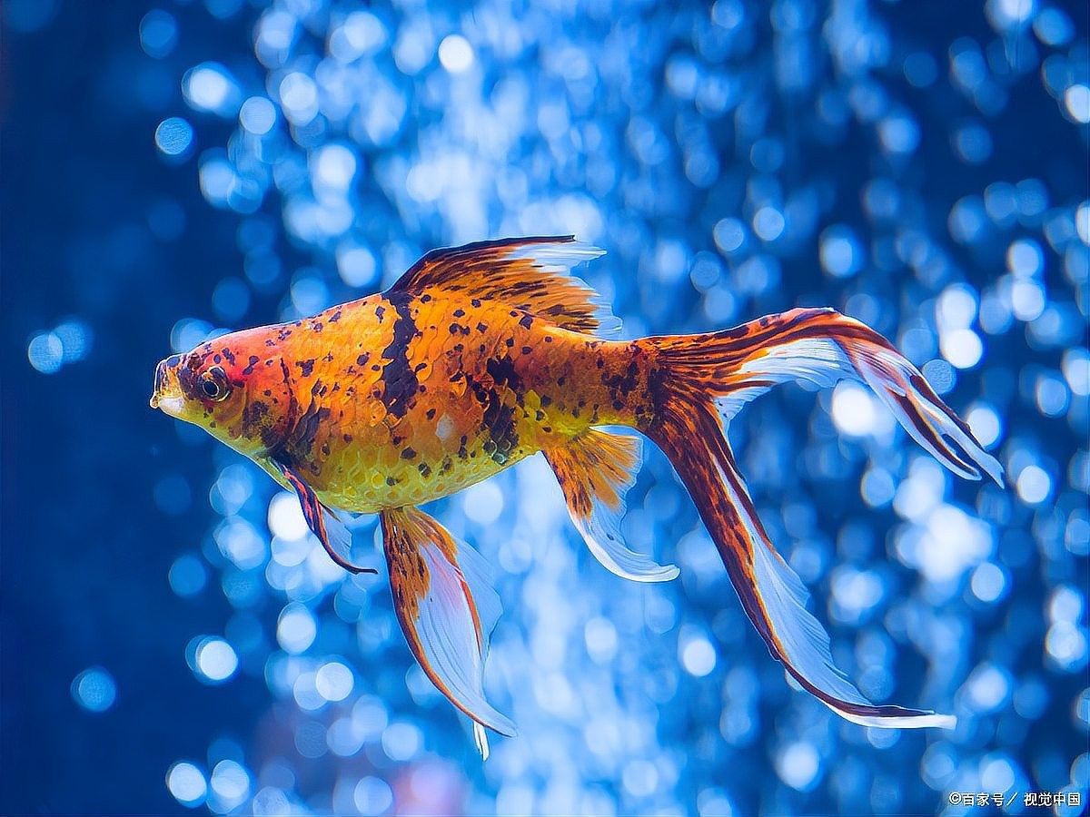 預防魚病的6個方法 預防魚病的6個方法 觀賞魚百科 第1張