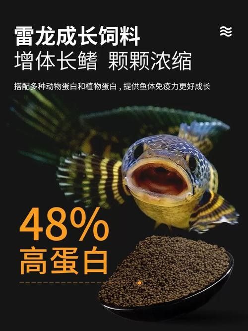 哪種品牌的雷龍魚飼料最好 哪種品牌的雷龍魚飼料最好 龍魚百科 第8張
