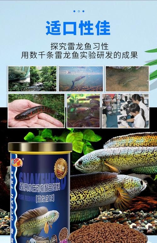 哪種品牌的雷龍魚飼料最好 哪種品牌的雷龍魚飼料最好 龍魚百科 第9張