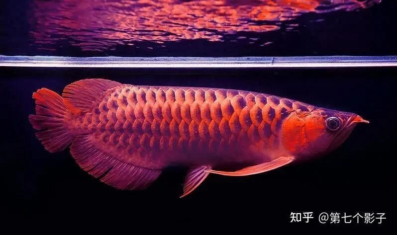 三水龍魚是什么檔次