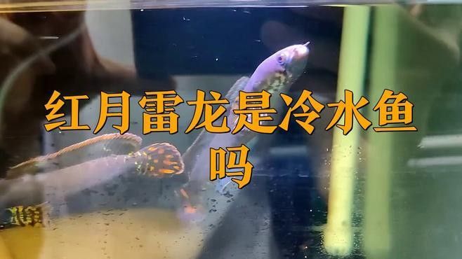 雷龍魚挖沙時需要注意什么（雷龍魚挖沙時需要注意的問題）