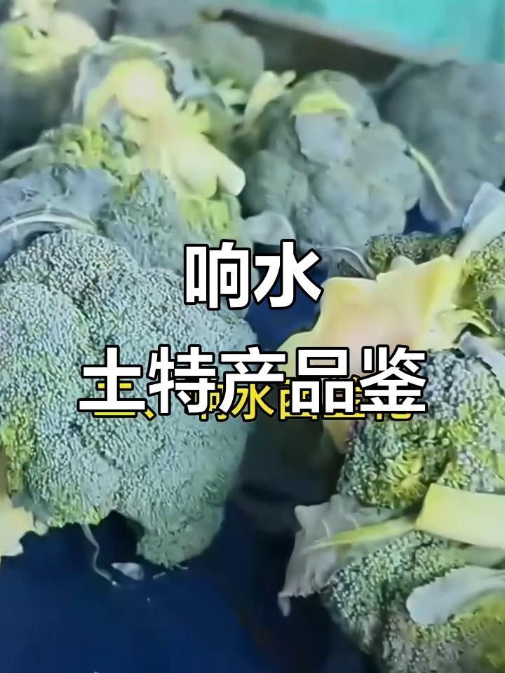 江蘇鹽城有名的魚 江蘇鹽城有名的魚 觀賞魚百科 第1張