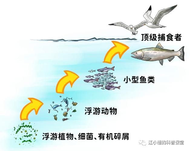 如何減少雷龍魚之間的爭斗？