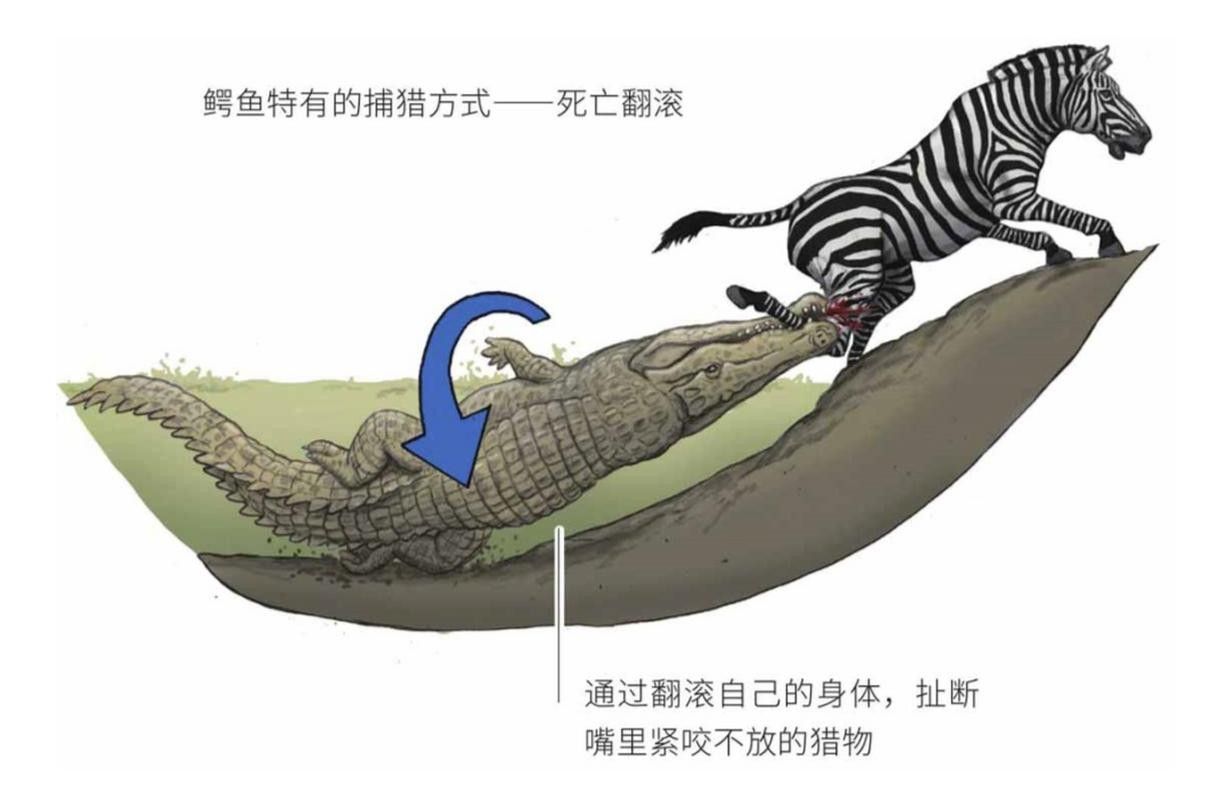 如何減少雷龍魚之間的爭斗？