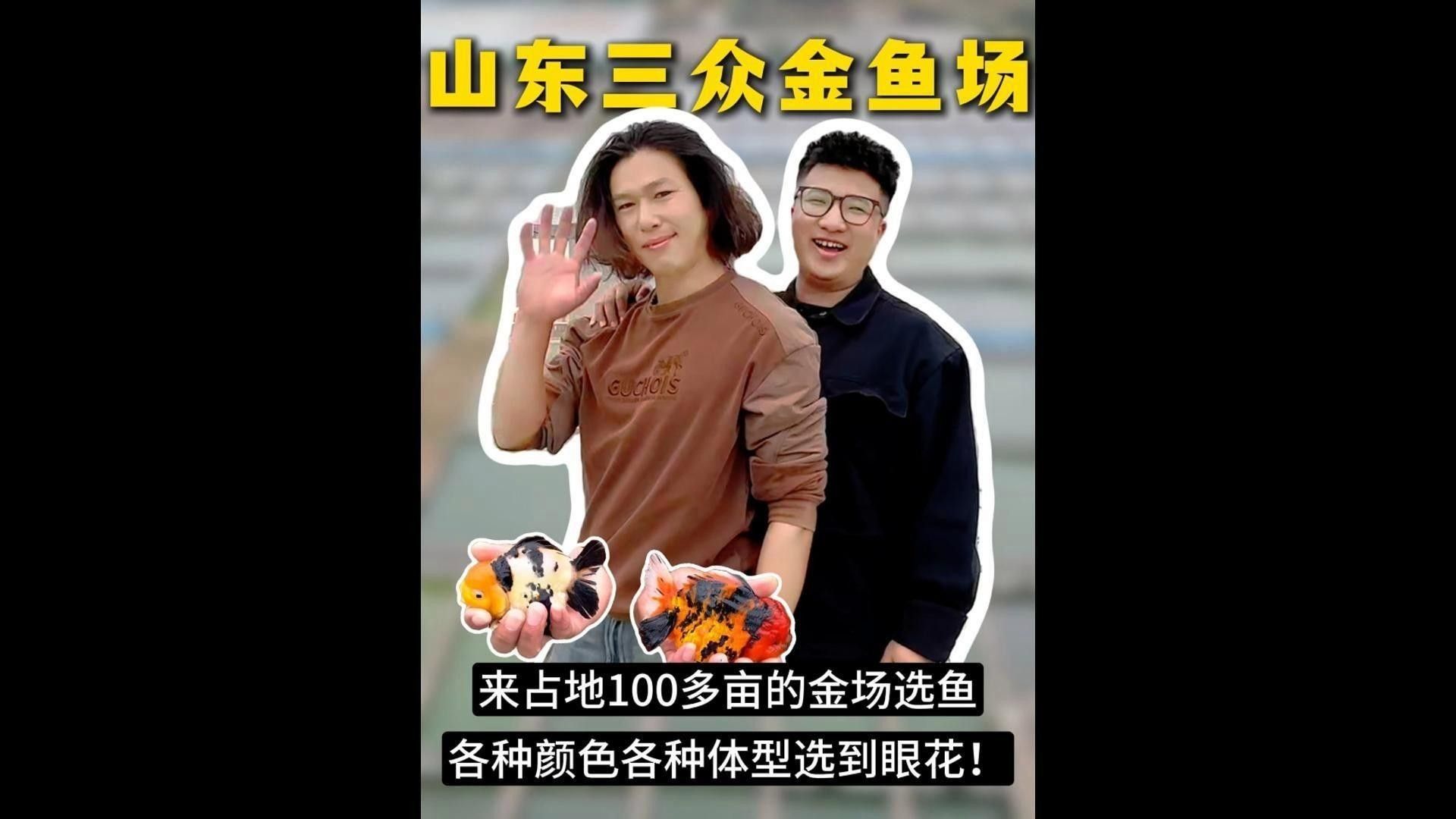 山東淄博金魚(yú)養(yǎng)殖基地（山東淄博金魚(yú)養(yǎng)殖基地位于中國(guó)山東省淄博市周村區(qū)王村鎮(zhèn)寧家村）