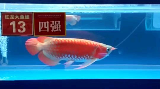 長城杯紅龍冠軍（長城杯紅龍冠軍評論） 長城杯紅龍冠軍（長城杯紅龍冠軍評論） 觀賞魚百科