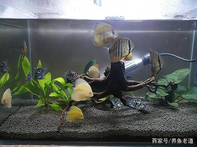混養時應該如何喂食？ 混養時應該如何喂食？ 龍魚百科 第5張