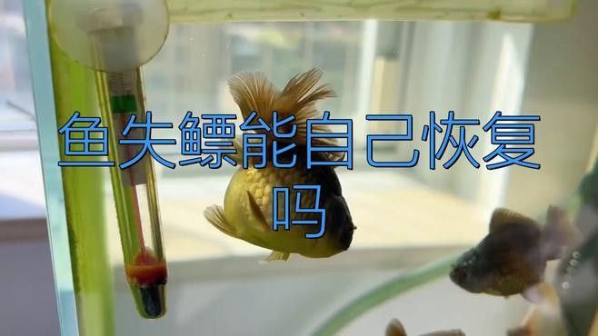 金龍魚翹尾會自愈嗎？（金龍魚翹尾會自愈嗎） 金龍魚翹尾會自愈嗎？（金龍魚翹尾會自愈嗎） 龍魚百科 第7張