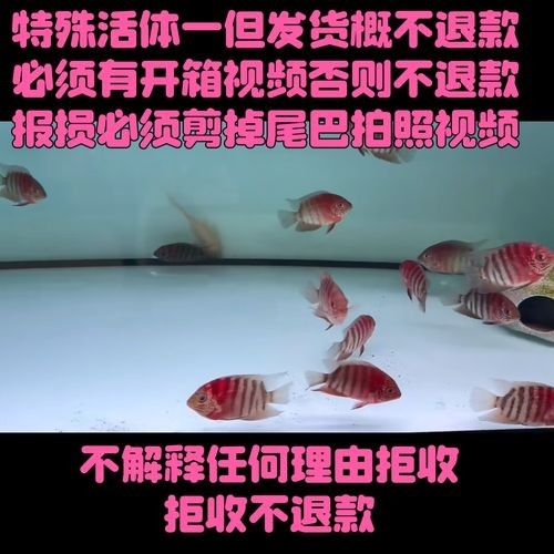 噴點菠蘿魚品牌（噴點菠蘿魚的價格是多少噴點菠蘿魚品牌信息）