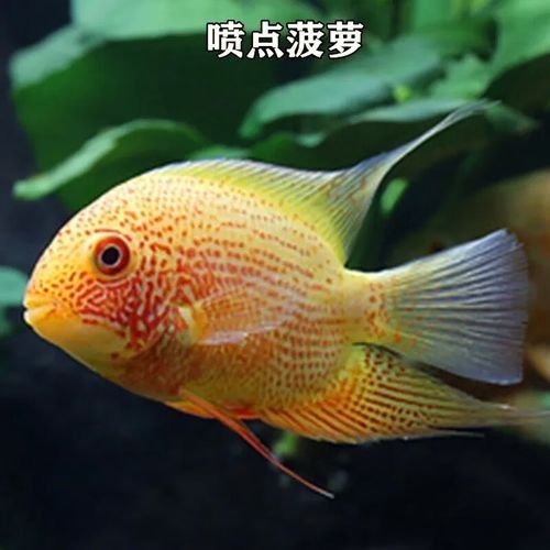 噴點菠蘿魚品牌（噴點菠蘿魚的價格是多少噴點菠蘿魚品牌信息）