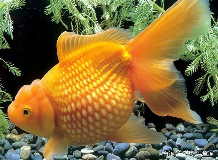 紅雷龍魚繁殖后如何護(hù)理？