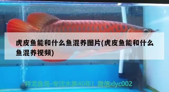 虎皮魚能和什么魚混養(yǎng)圖片(虎皮魚能和什么魚混養(yǎng)視頻)（虎皮魚能和什么魚混養(yǎng)）
