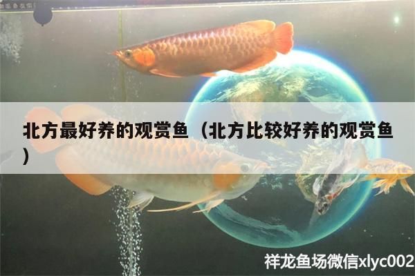 錦鯉魚 北方最好養的觀賞魚(北方比較好養的觀賞魚) 觀賞魚百科 北方最好養的觀賞魚(北方比較好養的觀賞魚) 北方最好養的觀賞魚(北方比較好養的觀賞魚) 觀賞魚百科
