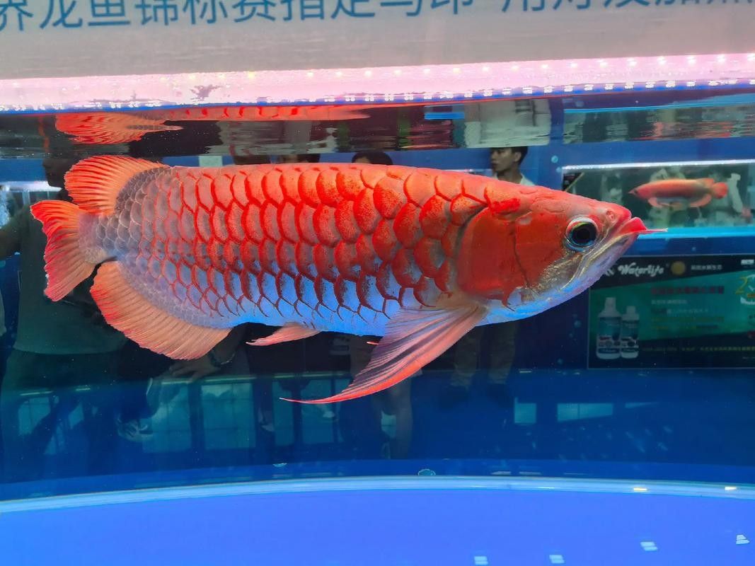 長城杯龍魚大賽2024年最新消息（2024年長城杯龍魚大賽的評判標(biāo)準(zhǔn)）
