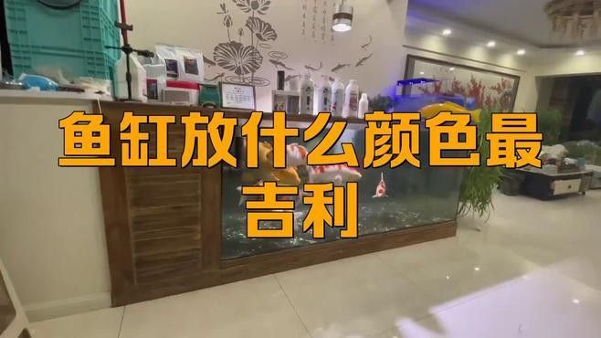 紅龍魚魚缸應該如何布置