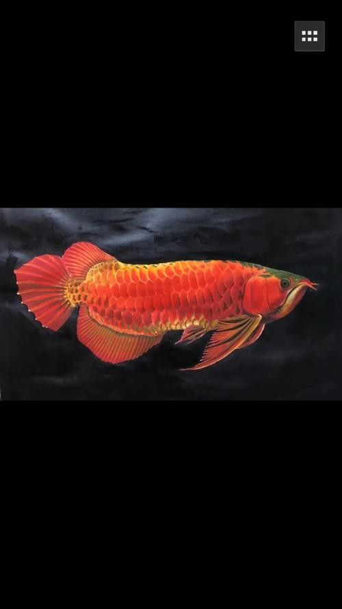 哪里可以找到更多紅龍魚壁紙圖片（如何找到紅龍魚壁紙圖片） 哪里可以找到更多紅龍魚壁紙圖片（如何找到紅龍魚壁紙圖片） 龍魚百科 第6張