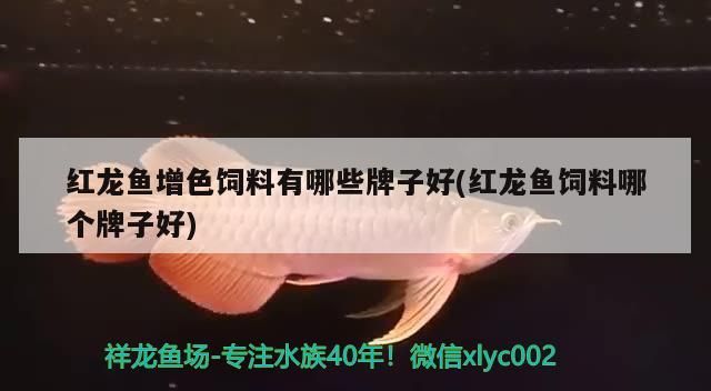 紅龍魚增色飼料有哪些牌子好(紅龍魚飼料哪個牌子好)