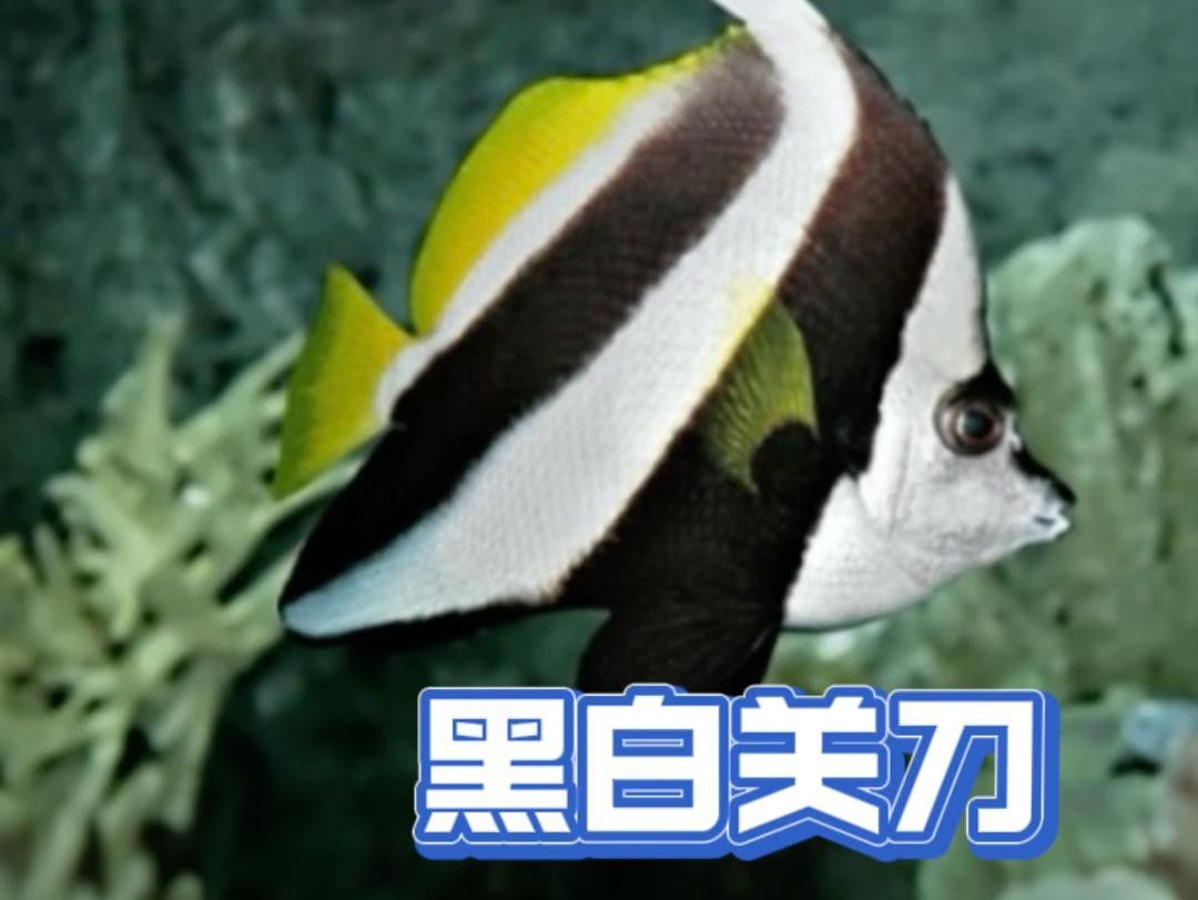 白子關刀魚百科