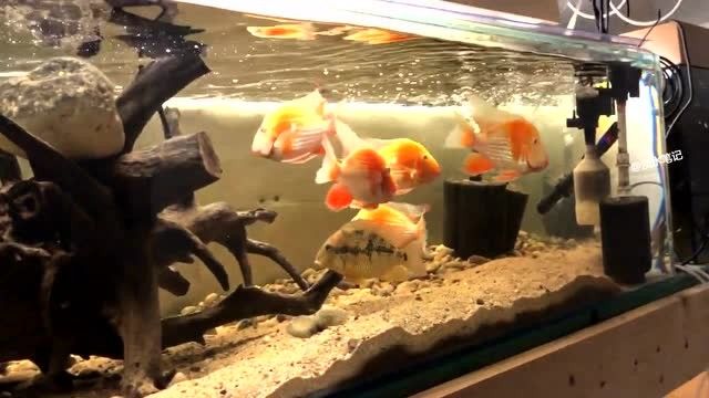 白子關刀魚百科