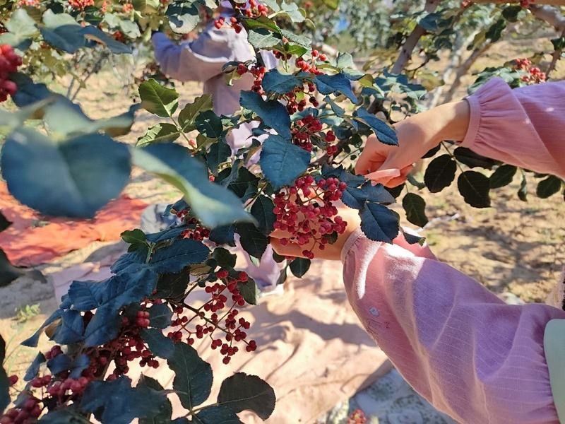 如何降低辣椒紅龍的繁殖難度（如何降低辣椒紅龍的繁殖難度實現高產穩產穩產穩產） 如何降低辣椒紅龍的繁殖難度（如何降低辣椒紅龍的繁殖難度實現高產穩產穩產穩產） 龍魚百科 第5張