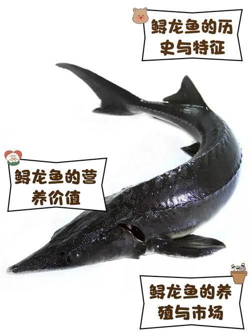 如何區分野生鱘魚和鱘龍魚（如何區分野生鱘魚和鱘龍魚（人工養殖鱘魚）和鱘魚的區別）