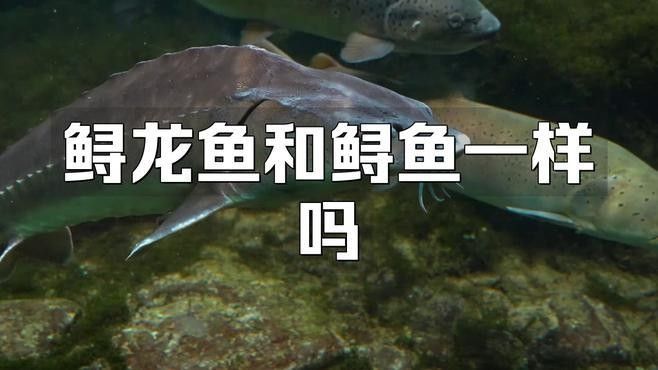如何區分野生鱘魚和鱘龍魚（如何區分野生鱘魚和鱘龍魚（人工養殖鱘魚）和鱘魚的區別）