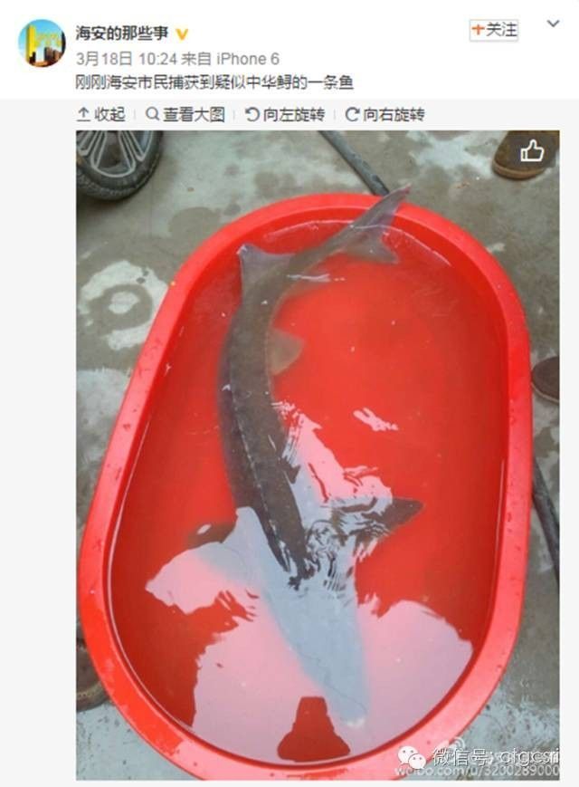 如何區分野生鱘魚和鱘龍魚（如何區分野生鱘魚和鱘龍魚（人工養殖鱘魚）和鱘魚的區別）