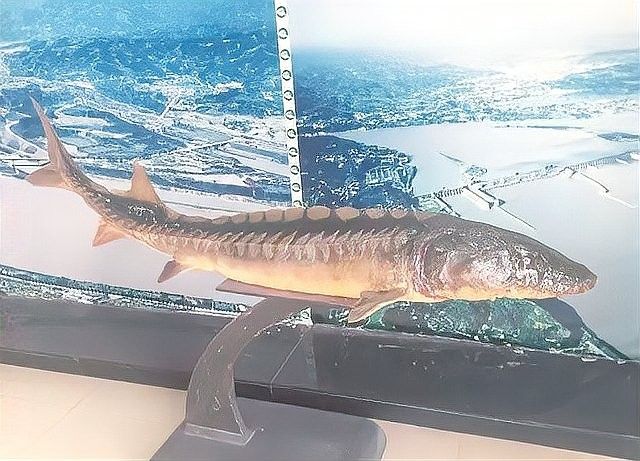 如何區分野生鱘魚和鱘龍魚（如何區分野生鱘魚和鱘龍魚（人工養殖鱘魚）和鱘魚的區別）