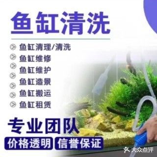 貴南哪個水族館龍魚好？祥龍魚場龍魚（貴南哪個水族館龍魚好）