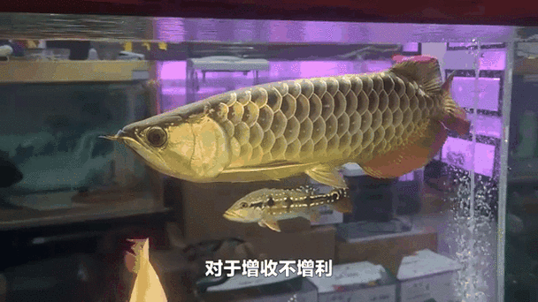 能推薦一些動態金龍魚壁紙嗎？（動態金龍魚壁紙可以下載動態金龍魚壁紙）