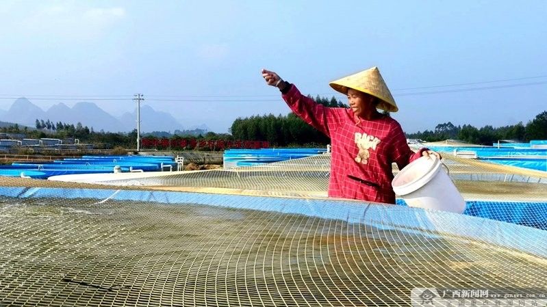賀州市龍魚市場的規(guī)模如何（賀州市龍魚市場的未來發(fā)展趨勢如何賀州市龍魚市場發(fā)展趨勢）