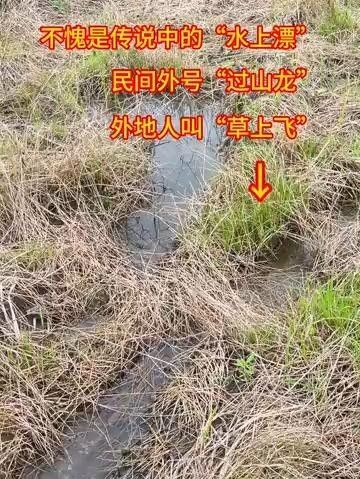 過(guò)山龍魚（“過(guò)山龍”與“過(guò)山龍”并非同一物種網(wǎng)友呼吁放生走進(jìn)客家過(guò)背龍） 過(guò)山龍魚（“過(guò)山龍”與“過(guò)山龍”并非同一物種網(wǎng)友呼吁放生走進(jìn)客家過(guò)背龍） 觀賞魚百科 第1張