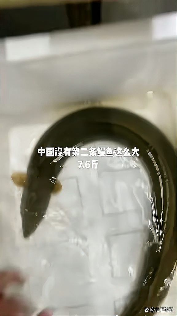 過(guò)山龍魚（“過(guò)山龍”與“過(guò)山龍”并非同一物種網(wǎng)友呼吁放生走進(jìn)客家過(guò)背龍） 過(guò)山龍魚（“過(guò)山龍”與“過(guò)山龍”并非同一物種網(wǎng)友呼吁放生走進(jìn)客家過(guò)背龍） 觀賞魚百科 第2張