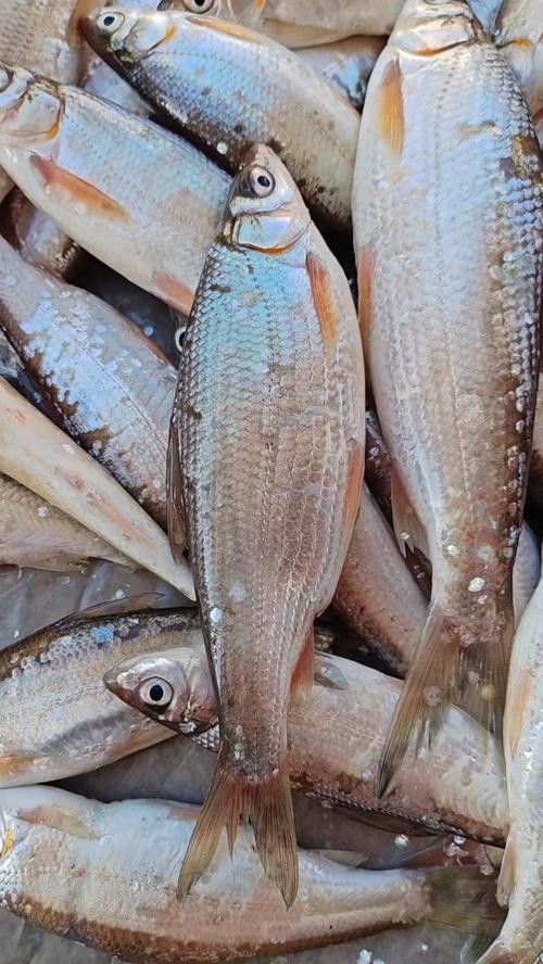 墊江哪里魚好吃（墊江哪里魚好吃，）