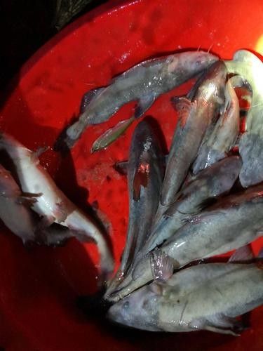 墊江哪里魚好吃（墊江哪里魚好吃，）