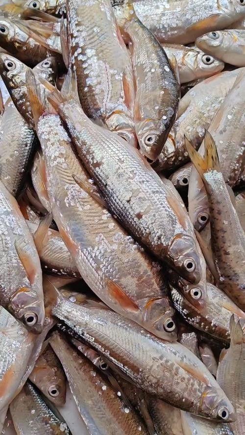 墊江哪里魚好吃（墊江哪里魚好吃，）