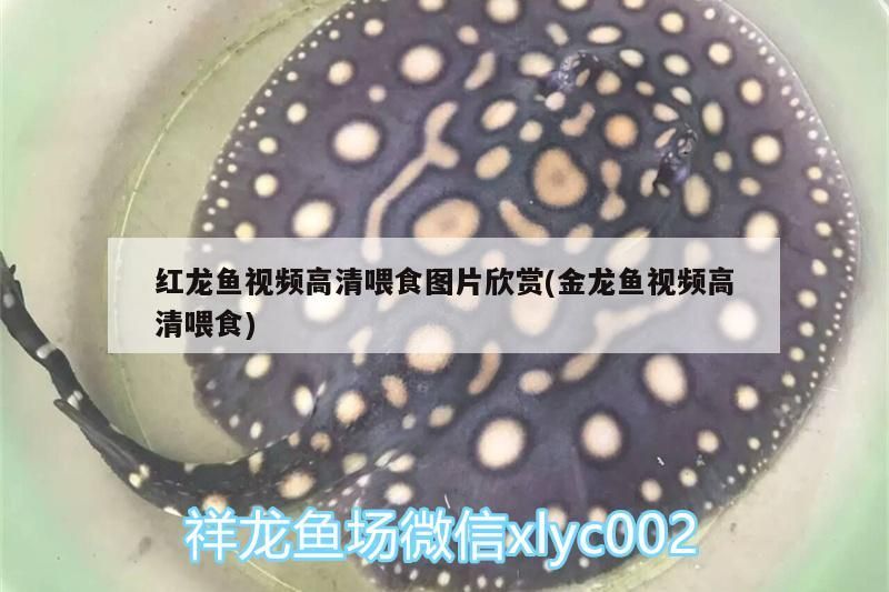 紅龍魚視頻高清喂食圖片欣賞(金龍魚視頻高清喂食)（紅龍魚的喂養方法）