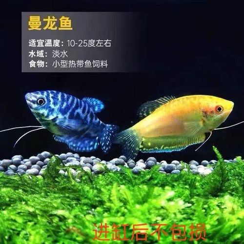 江門龍魚批發市場的價格如何（江門龍魚批發市場價格）