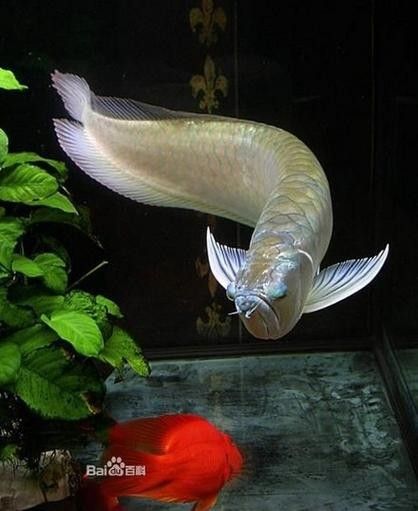 江門龍魚批發市場的價格如何（江門龍魚批發市場價格）