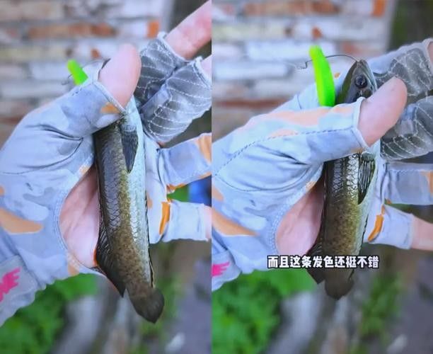 江門龍魚批發市場的價格如何（江門龍魚批發市場價格）