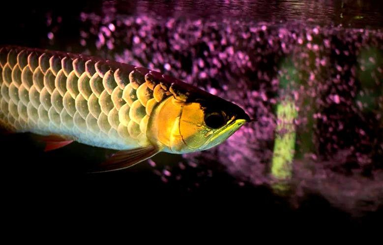 江門龍魚批發市場的價格如何（江門龍魚批發市場價格）