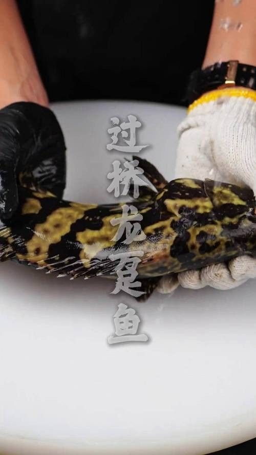 江門龍魚批發市場的價格如何（江門龍魚批發市場價格）