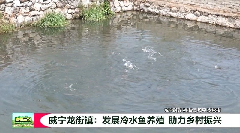 威寧龍魚