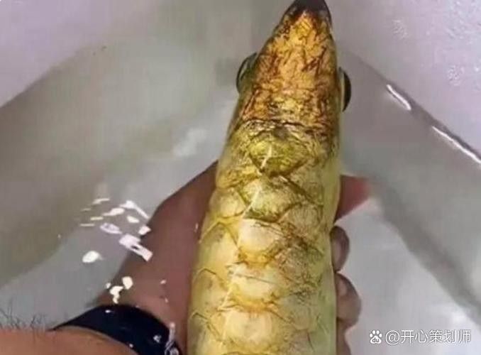 給我一些龍魚掉眼的案例圖片