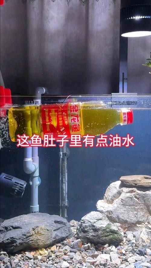 金龍魚換缸后喂什么食物好（給龍魚換水后多久喂食）