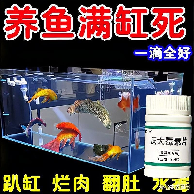 龍魚水腫怎么治療（治療龍魚水腫的幾種方法） 龍魚水腫怎么治療（治療龍魚水腫的幾種方法） 觀賞魚百科 第4張