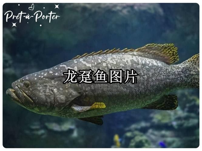 鎮江龍魚和龍躉的區別（鎮江龍魚和龍躉哪個更大？）