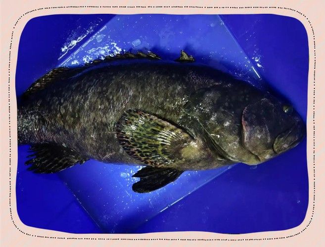 鎮江龍魚和龍躉的區別（鎮江龍魚和龍躉哪個更大？）