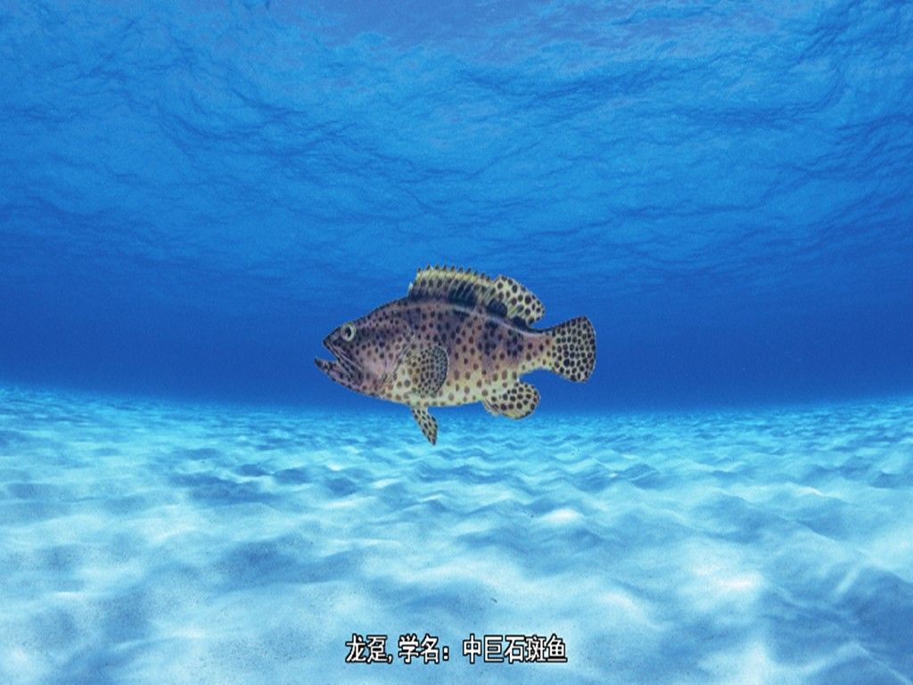 鎮江龍魚和龍躉的區別（鎮江龍魚和龍躉哪個更大？）