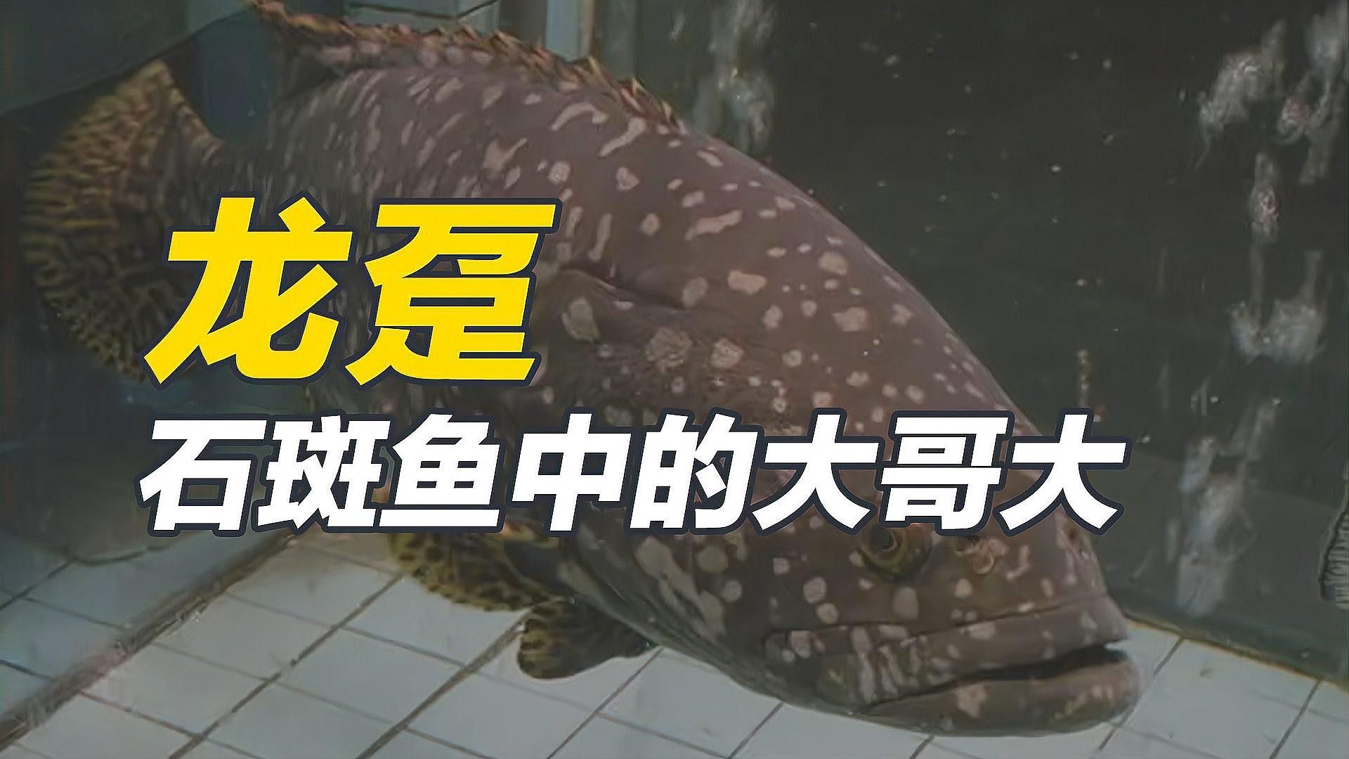 鎮江龍魚和龍躉的區別（鎮江龍魚和龍躉哪個更大？）